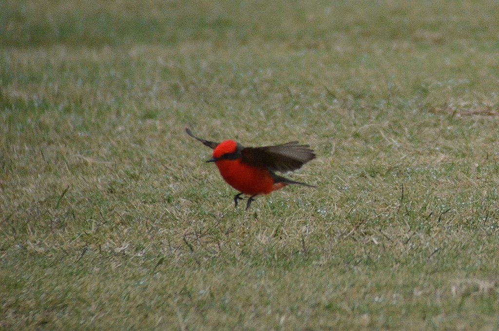 Flycatcher, Vermilion, 2013-01054346 Mission, TX.JPG - Vermilion Flycatcher. A golf course in Mission, TX, 1-5-2013